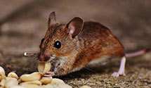 24 Hour & Emergency Exterminators in Baileys Harbor, WI